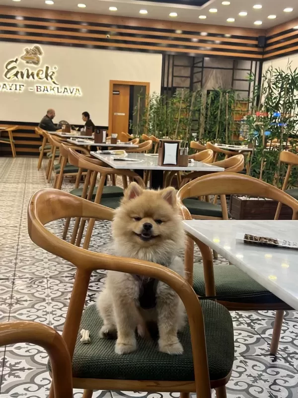 Ukrayna Pasaportu Pomeranian