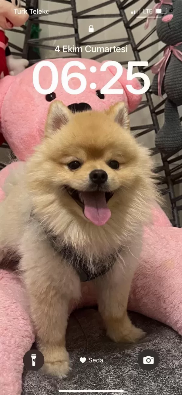 Ukrayna Pasaportu Pomeranian