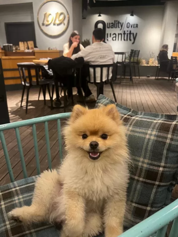 Ukrayna Pasaportu Pomeranian