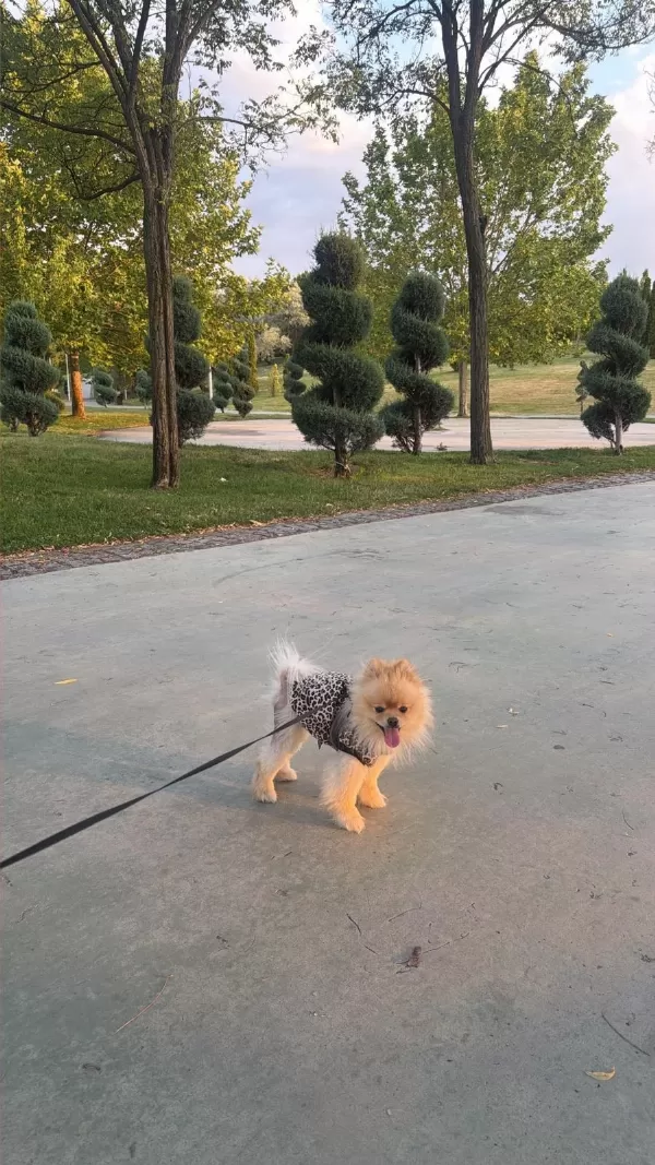 Ukrayna Pasaportu Pomeranian