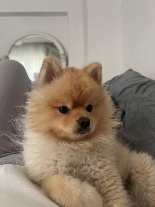 Ukrayna Pasaportu Pomeranian