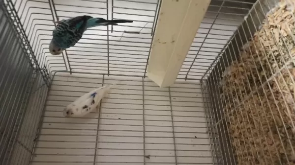 Muhabbet Kuşu Takım Hepsi Çalışan Hazır