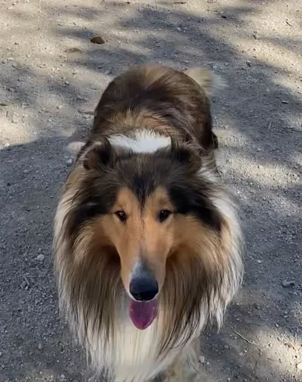 Rough Colli̇e Lassie Irk Ve Sağlık Garantili Yavrularımız