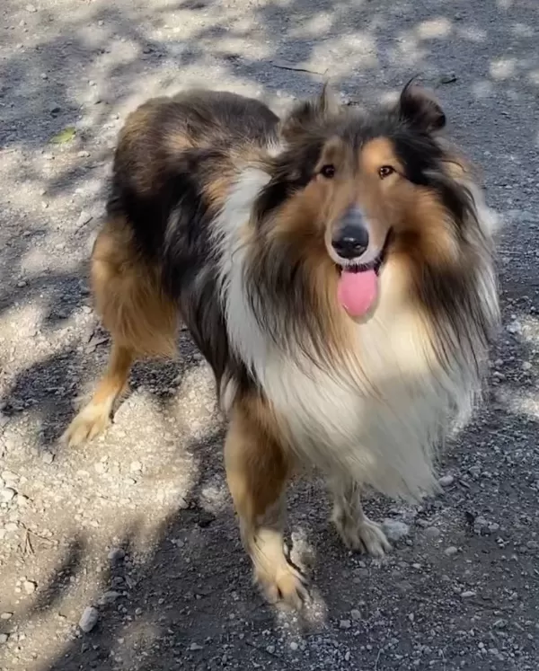 Rough Colli̇e Lassie Irk Ve Sağlık Garantili Yavrularımız