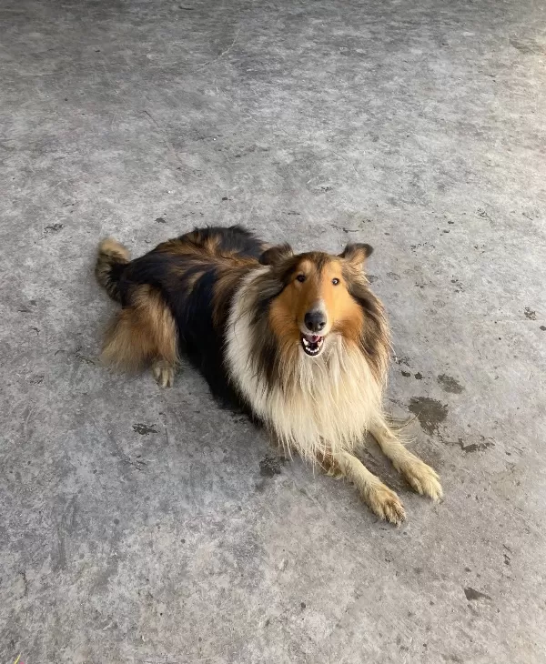 Rough Colli̇e Lassie Irk Ve Sağlık Garantili Yavrularımız