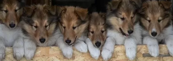 Rough Colli̇e Lassie Irk Ve Sağlık Garantili Yavrularımız