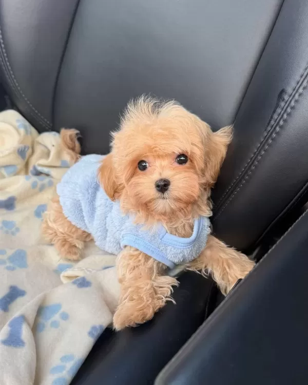 Maltipoo Cinsi Yavrularımız