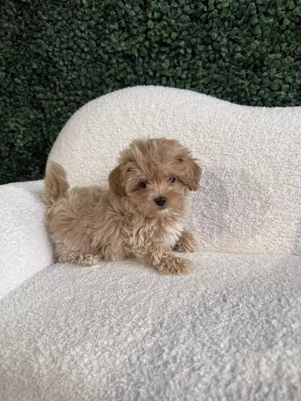 Maltipoo Cinsi Yavrularımız