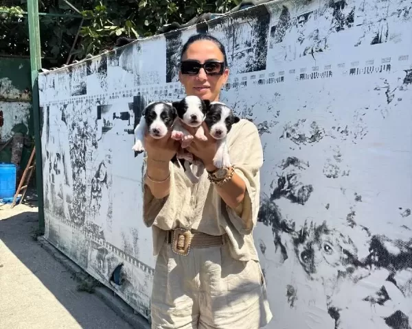 Border Colie Yavrularım Sağlık Ve Garantilidir