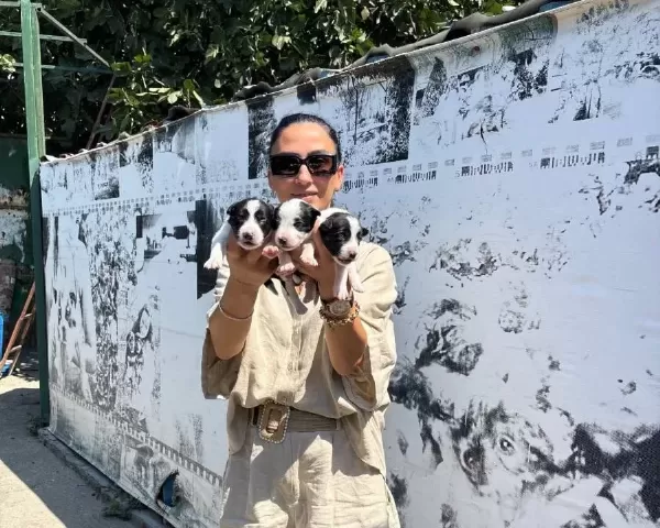 Border Colie Yavrularım Sağlık Ve Garantilidir
