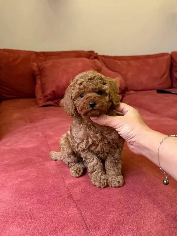 Toy Poodle Sıfır Boy Yavrular Kore Kan
