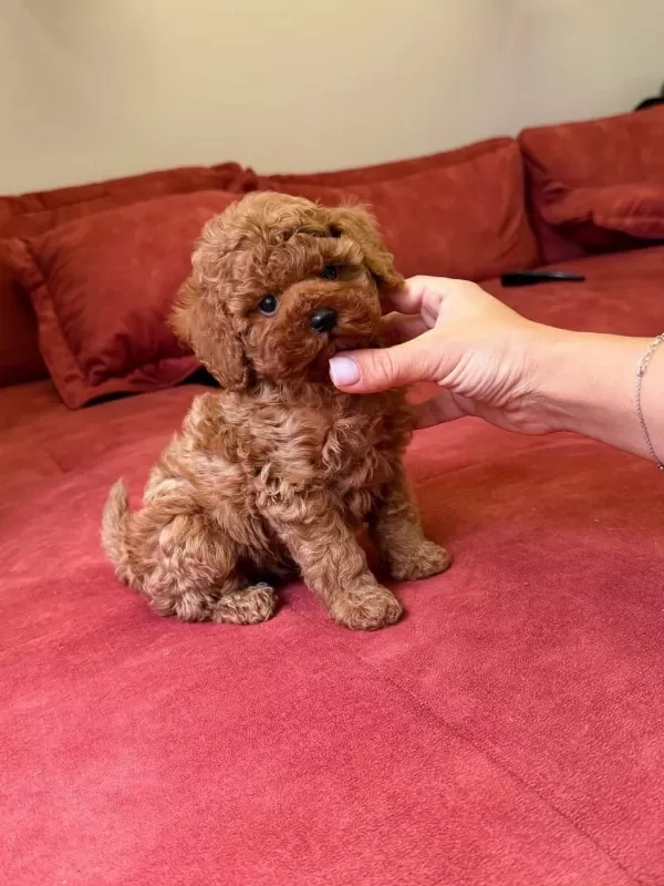 Toy Poodle Sıfır Boy Yavrular Kore Kan