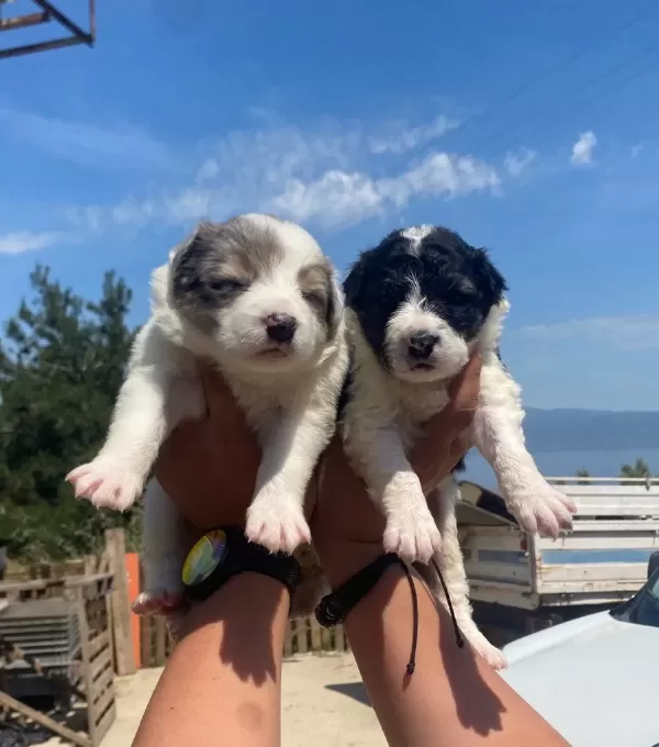 Harika Border Collie Bebekler