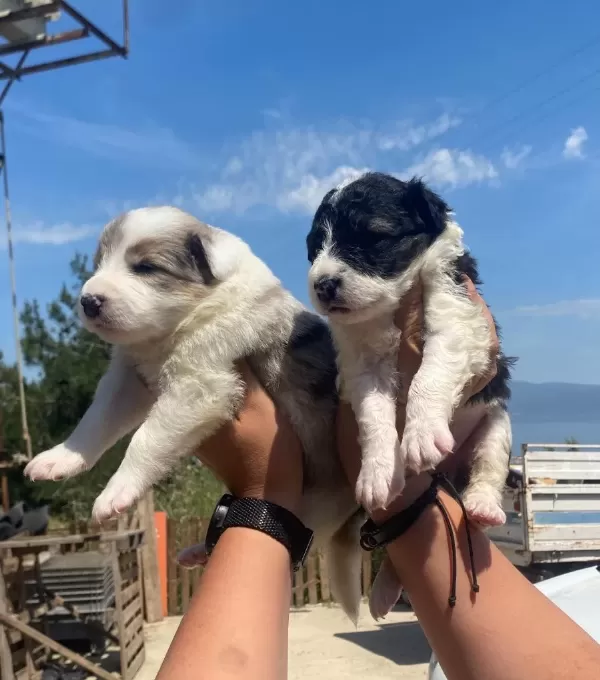 Harika Border Collie Bebekler