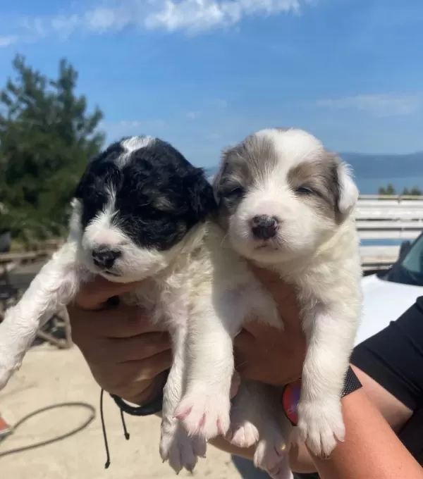 Harika Border Collie Bebekler