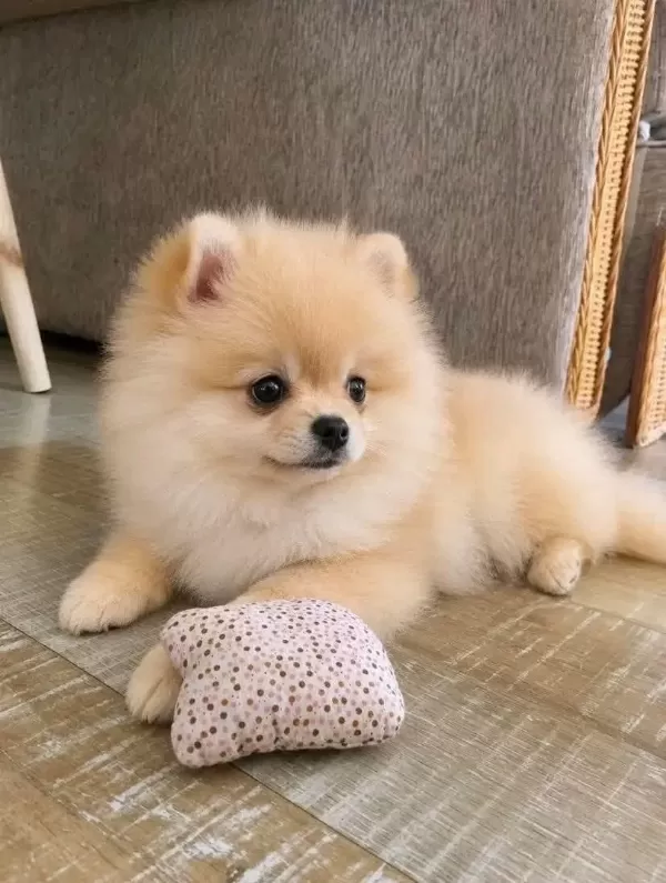 Pomeranian Yavrular Kg Garantili Sıfır Boy