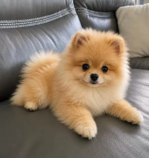 Pomeranian Yavrularımız Ped Eğitimli