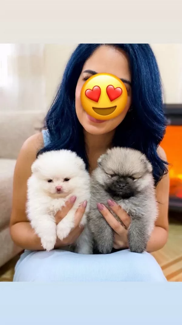 Üst Kalite Pomeranian Boo Orange Ve Beyaz Yavrularimiz