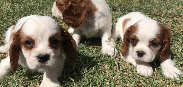 Cavalier Yavrularımız