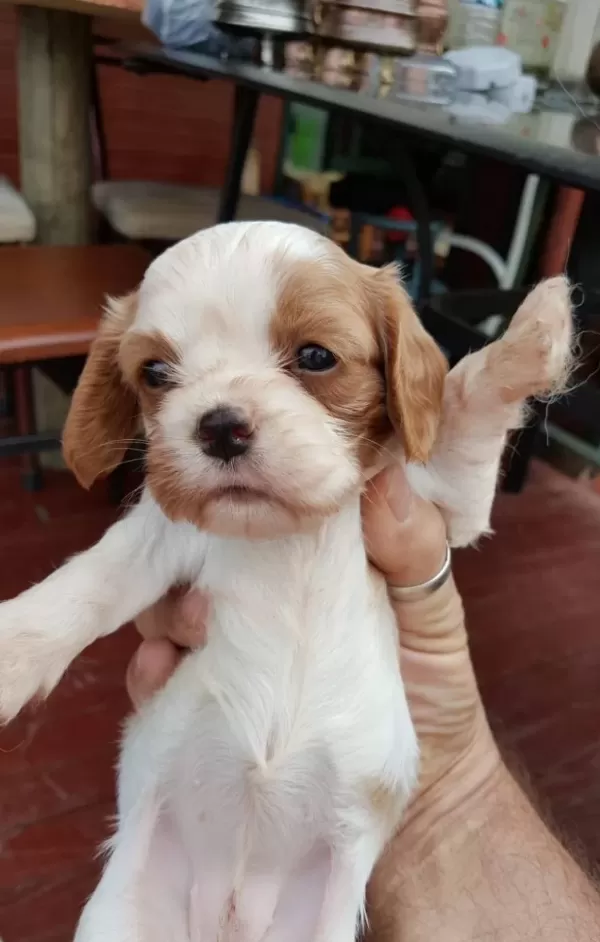 Cavalier King Charles Yavrularımız Dog Academy
