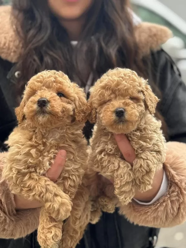 Şirin Maltipoo Yavrularimiz