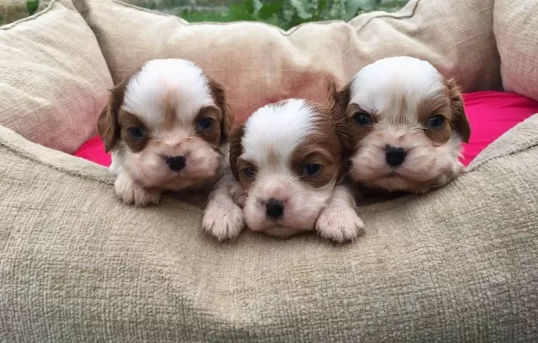 King Charles Cavalier Bebekler