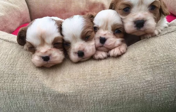 King Charles Cavalier Bebekler