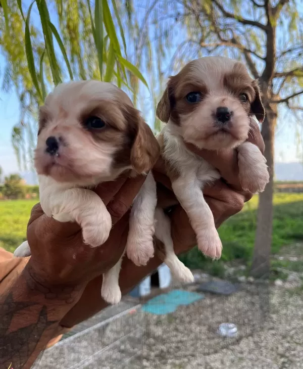 King Charles Cavalier Bebekler
