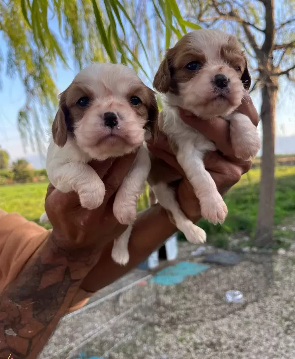 King Charles Cavalier Bebekler