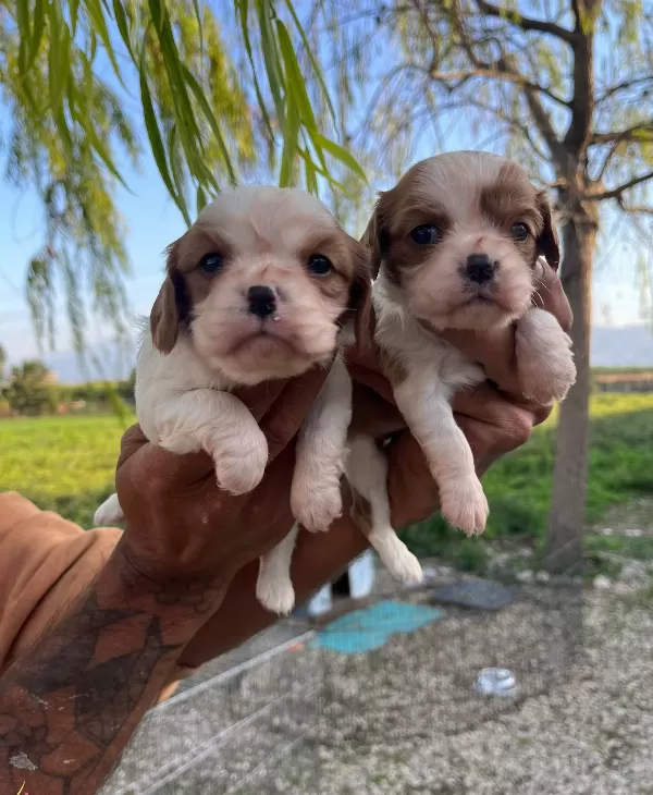 King Charles Cavalier Bebekler