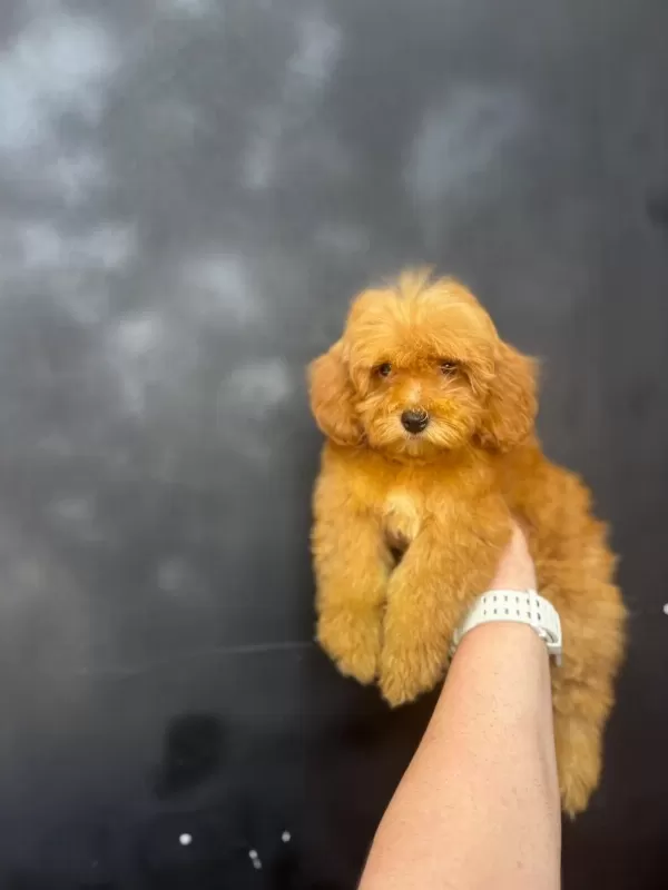 Maltipoo Yavrularimiz