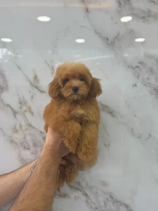 Maltipoo Yavrularimiz