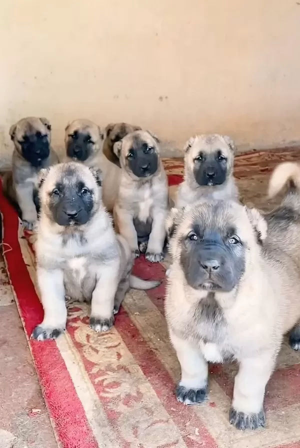 Çiftliğimizden Kangal Her İle İlçeye Yurtdışına Gönderiyoruz
