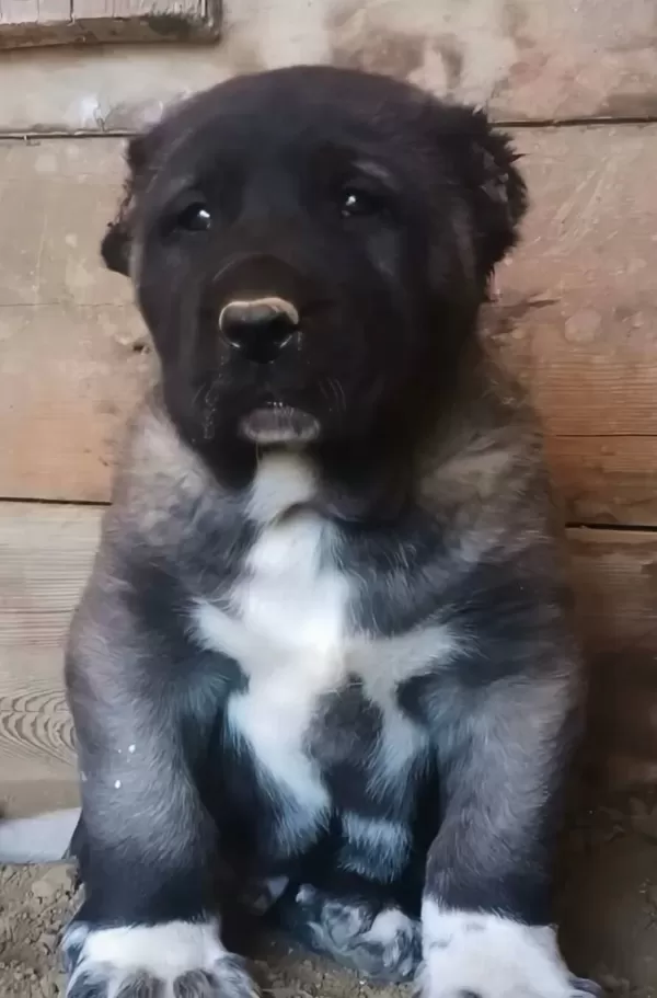 Çiftliğimizden Kangal Her İle İlçeye Yurtdışına Gönderiyoruz