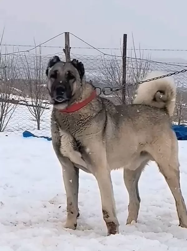 Çiftliğimizden Kangal Her İle İlçeye Yurtdışına Gönderiyoruz
