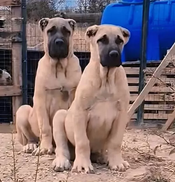 Çiftliğimizden Kangal Her İle İlçeye Yurtdışına Gönderiyoruz