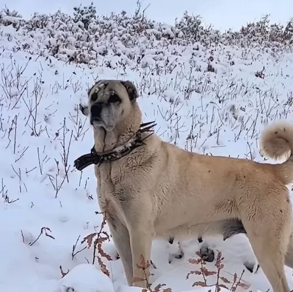Çiftliğimizden Kangal Her İle İlçeye Yurtdışına Gönderiyoruz