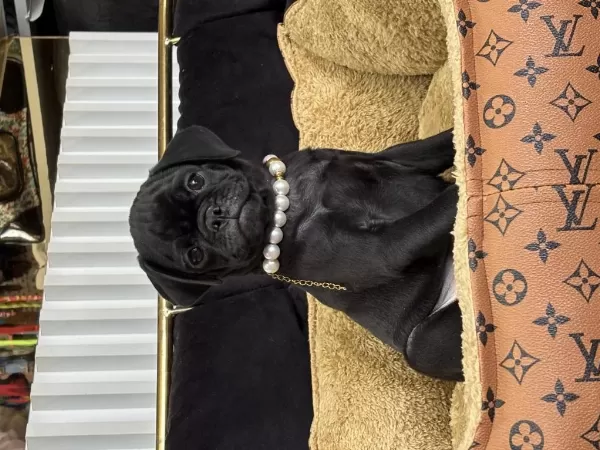Siyah İnci Pug Yavrularimiz