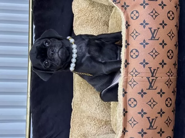 Siyah İnci Pug Yavrularimiz