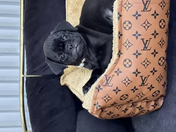 Siyah İnci Pug Yavrularimiz