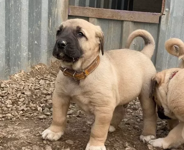 Star Kangallar Yurtdışı Gönderim