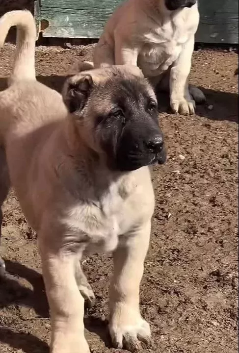 Star Kangallar Yurtdışı Gönderim