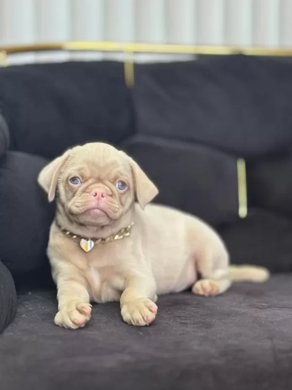 Nadir Bulunan Exzotic Pink Pug Yavrumuz