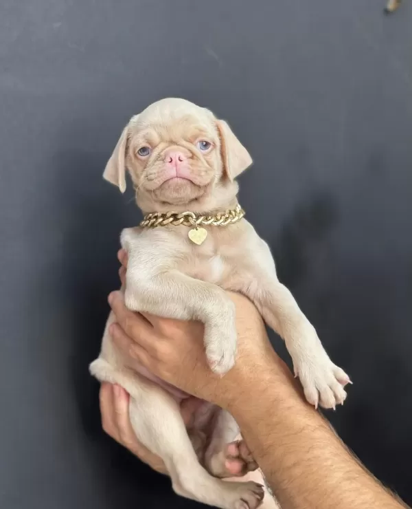 Nadir Bulunan Exzotic Pink Pug Yavrumuz
