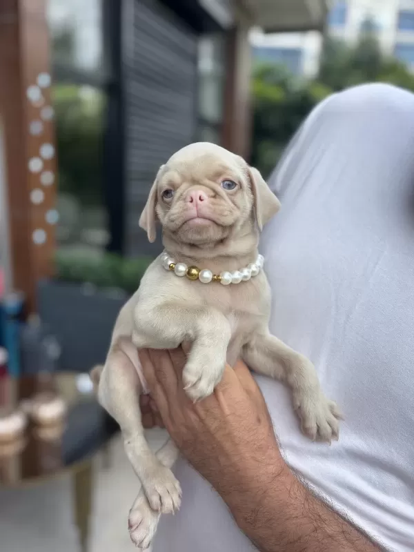 Nadir Bulunan Exzotic Pink Pug Yavrumuz