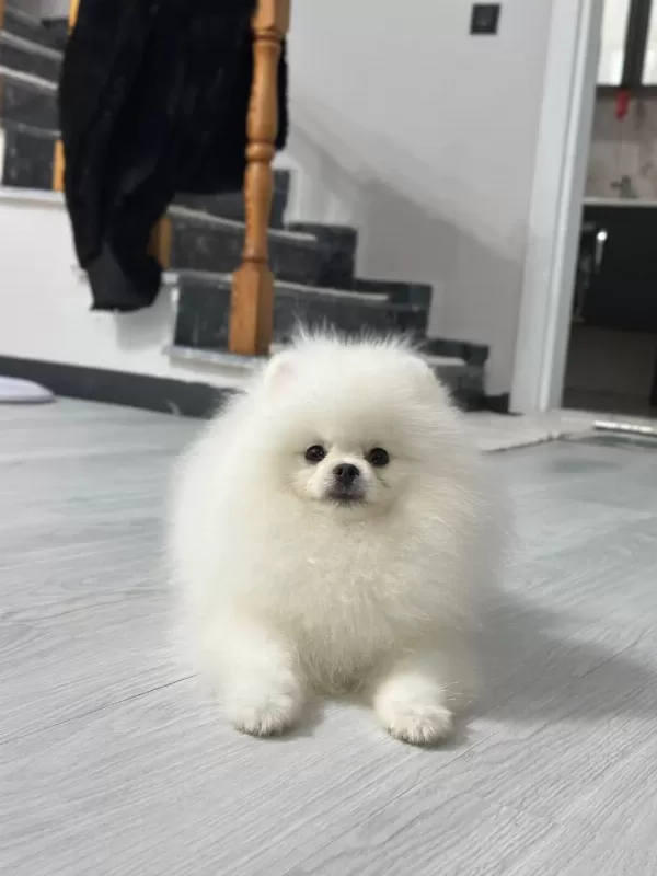 6 Aylik Erkek Pomeranian Boo Köpeği