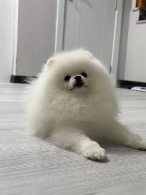 6 Aylik Erkek Pomeranian Boo Köpeği