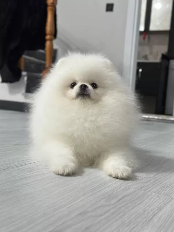 6 Aylik Erkek Pomeranian Boo Köpeği
