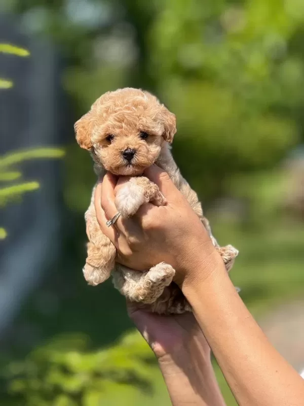 Kilo Garantili 0 Boy Kore Kan Maltipoo Köpekler