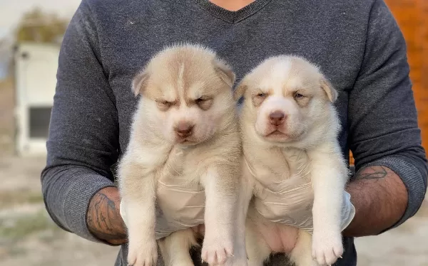Irk Ve Sağlık Garantili Müthiş Husky Bebeklet